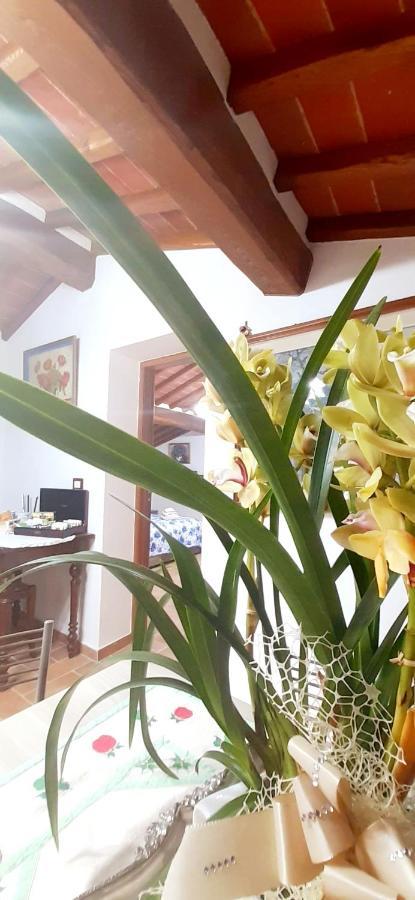 Appartement Mansarda Degli Ulivi à Rigomagno Extérieur photo